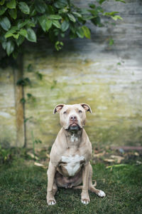 Portrait of american pit bull terrier sitting at yard