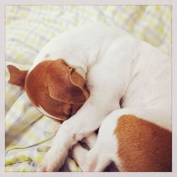 Close-up of dog sleeping