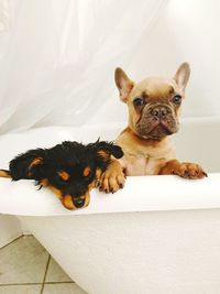 Dogs in bathtub against plastic sheet