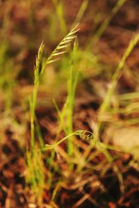 Close-up of grass growing on field