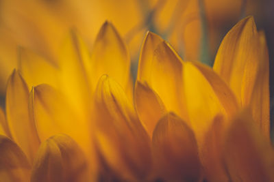 Close-up of yellow flowering plants