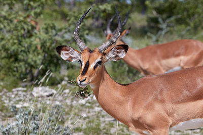 Portrait of deer