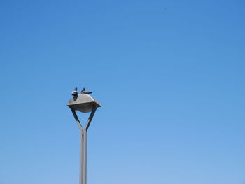 Low angle view of bird perching on the sky