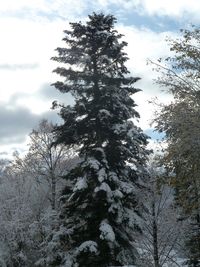 Low angle view of trees against sky during winter