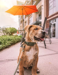 Dog looking away on street in city