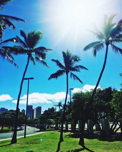 Palm trees against blue sky