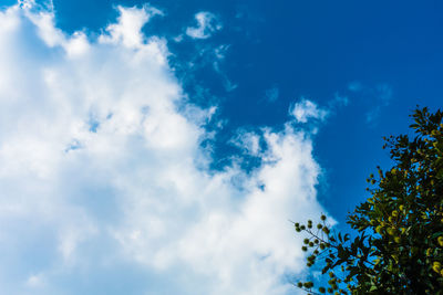 Low angle view of trees against blue sky