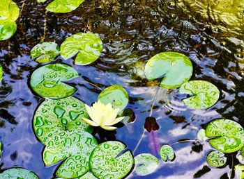 High angle view of lily pads in lake