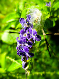 Close-up of purple flowers on plant