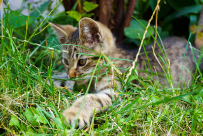 Cat in a field