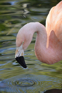 Close-up of flamingo drinking water in lake