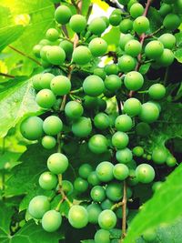 Close-up of grapes growing in vineyard