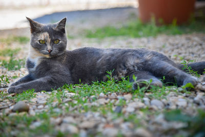 Cat relaxing on field