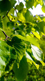 Close-up of fresh green leaves