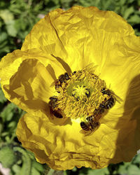 Close-up of bee pollinating on yellow flower