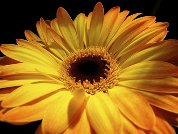 Close-up of flower against black background