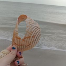 Close-up of hand holding seashell at beach during sunset