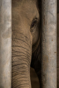 Elephant seen through tree trunk