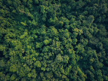 Aerial top view of green trees in forest. drone view of dense green tree captures co2. green tree