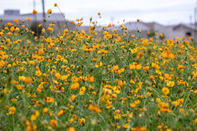 Close-up of yellow flowering plants on field