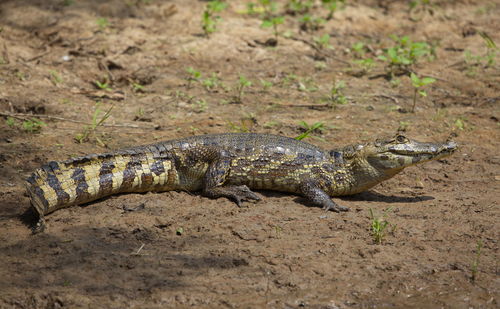 Closeup side on portrait of black caiman melanosuchus niger  jaw open pampas del yacuma, bolivia.