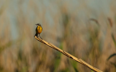 Close-up of bird perching on branch