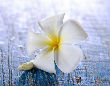 Close-up of white frangipani on wood