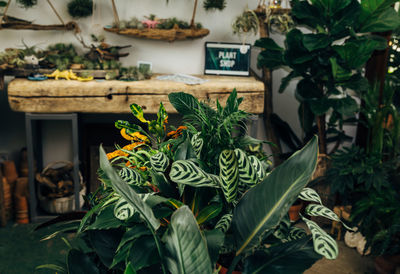 Close-up of potted plants for sale in market