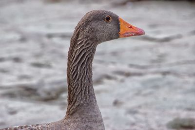 Close-up of bird