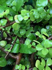 Plant growing in water