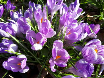 Close-up of purple crocus flowers