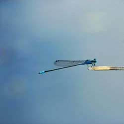 Low angle view of insect on stick against sky