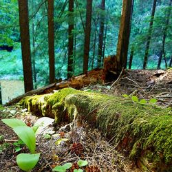 Close-up of plants growing in forest