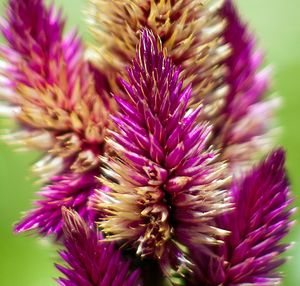 Close-up of thistle blooming outdoors