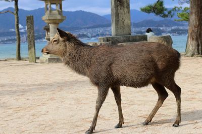 Side view of a horse on field