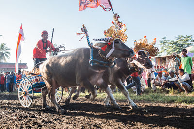 People riding horses on field against clear sky