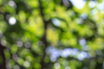 Defocused image of plants on sunny day