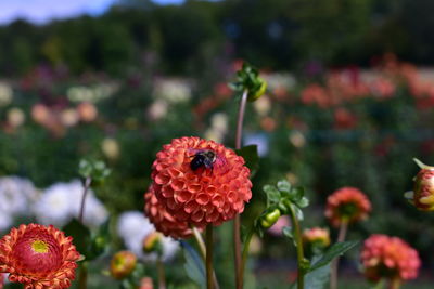 Close-up of red flowering plant
