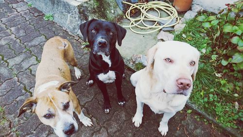 Portrait of dog sitting outdoors