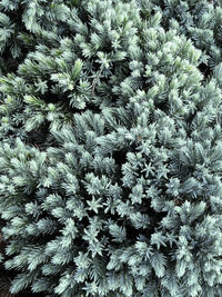 Full frame shot of white flowering plants