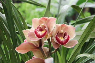 Close-up of pink flower