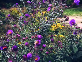 Purple flowers blooming outdoors