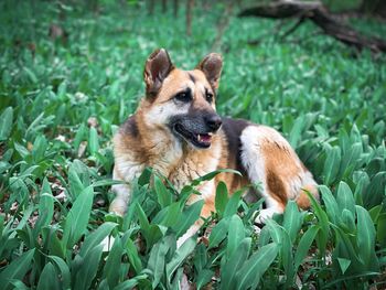 German shepherd in green plants growing in spring