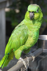Close-up of parrot perching on rod