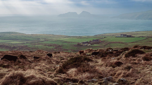 Scenic view of landscape against sky cows
