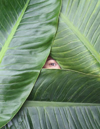 Woman amidst of green leaves