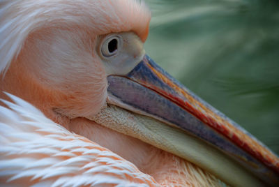 Close-up of a bird