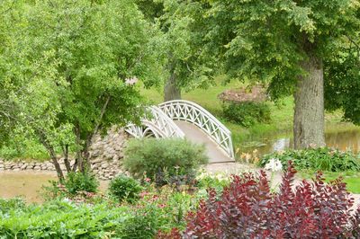 View of flowering plants and bridge in garden