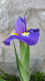 Close-up of purple crocus blooming outdoors