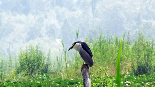 Bird perching on plant against trees